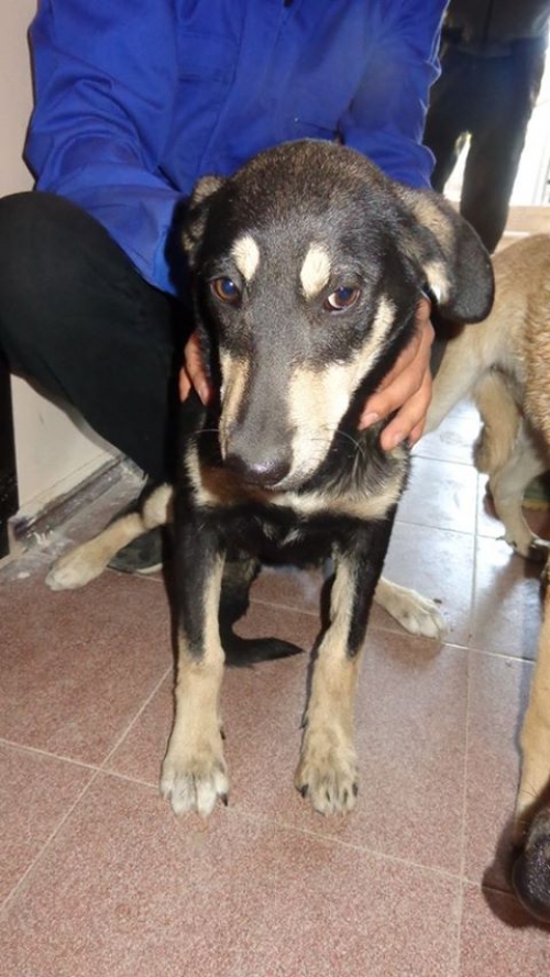 მეტისი უსახელო