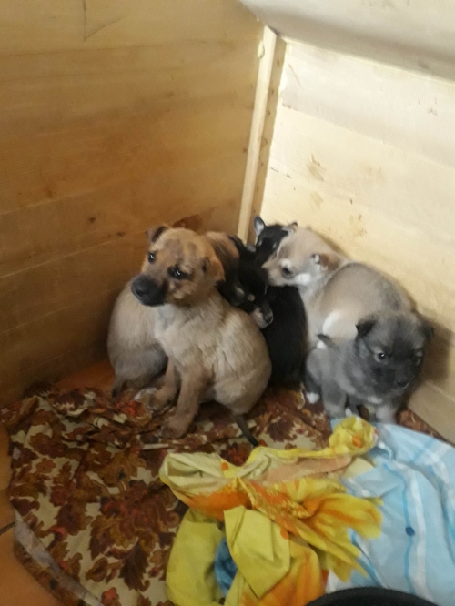 მეტისი ნაპოვნია თავშესაფართან