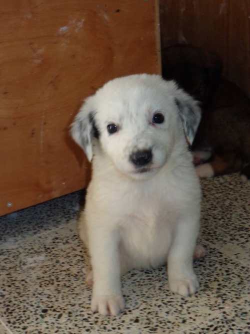 მეტისი უსახელო