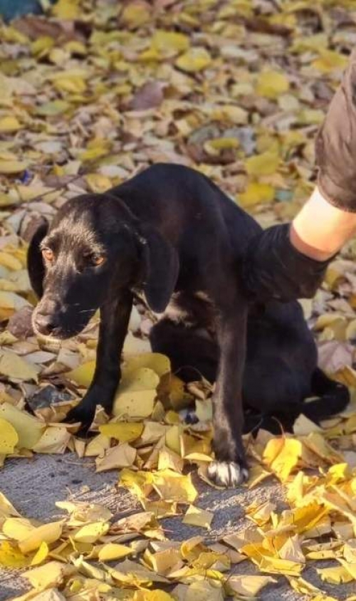 მეტისი გურჯანი