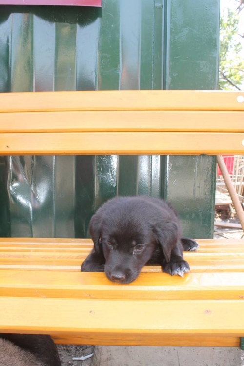 ქართული ქოფაკი ბუბუ