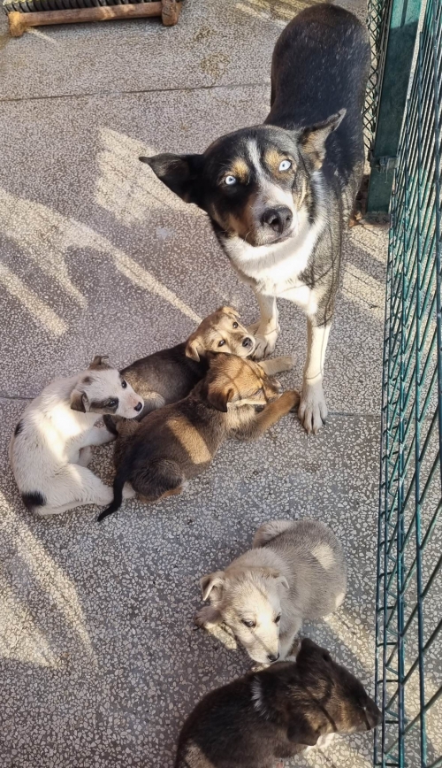 მეტისი აფრიკა მერაბ ქვილიტაიას 1 ჩიხი