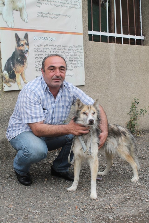 რუსულ-ევროპული ლაიკა დენი