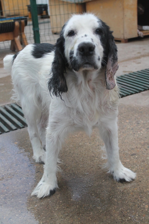 რუსული კოკერ სპანელი უსახელო