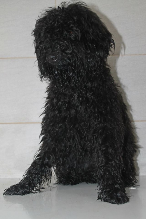 პუდელი ბუბუ