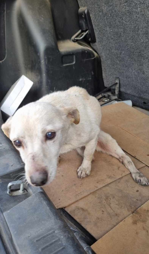 მეტისი ფონიჭალა