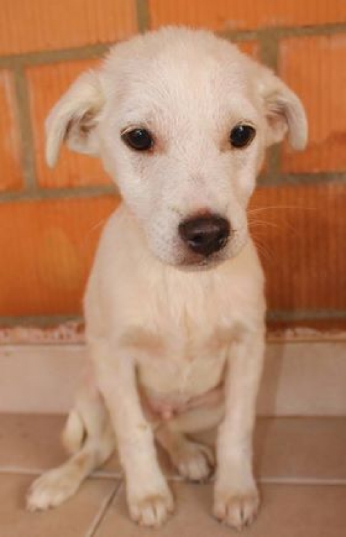 მეტისი უსახელო