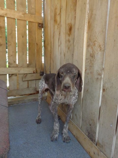 კურცხაარი უსახელო