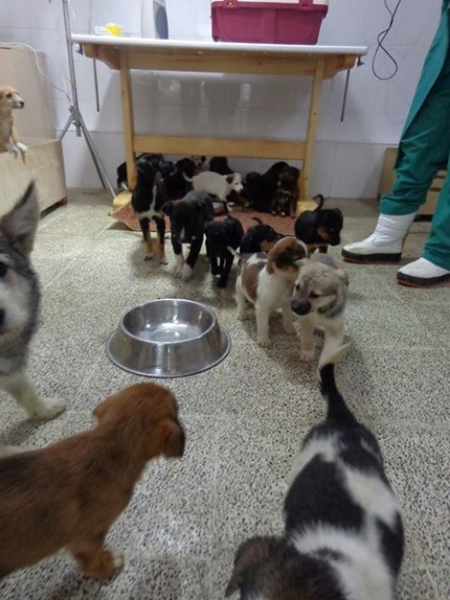 ქოფაკის ლეკვები უსახელოები