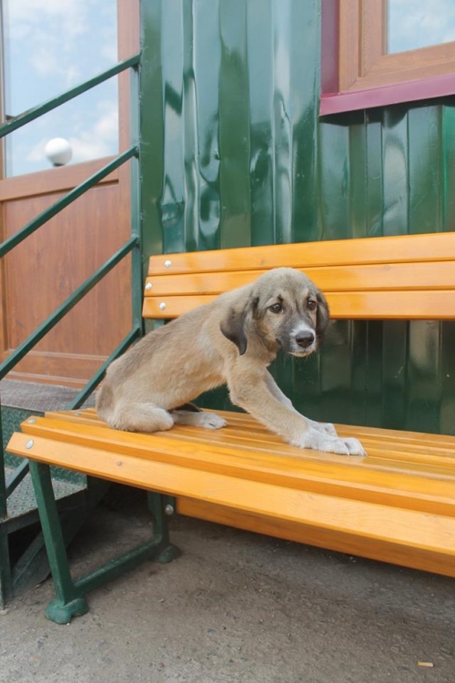 მეტისი უსახელო