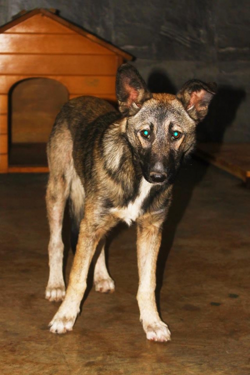 მეტისი სტრელკა