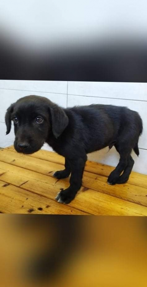 მეტისი მოიყვანა მუნიციპალურმა თავშესაფარმა