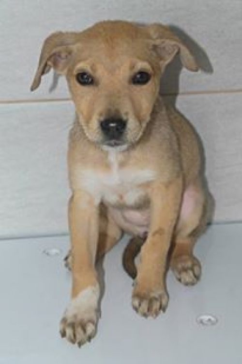 მეტისი უსახელო