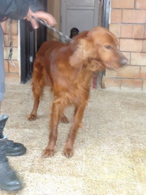 ირლანდიური სეტერი უსახელო