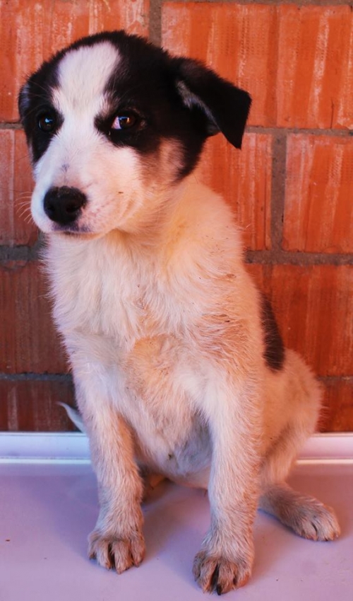 მეტისი უსახელო