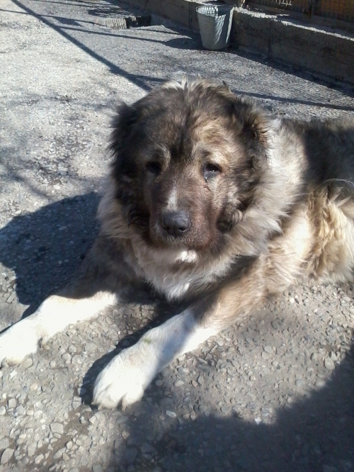 კავკასიური ნაგაზი ჯესი