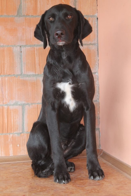 ლაბრადორის მეტისი უსახელო