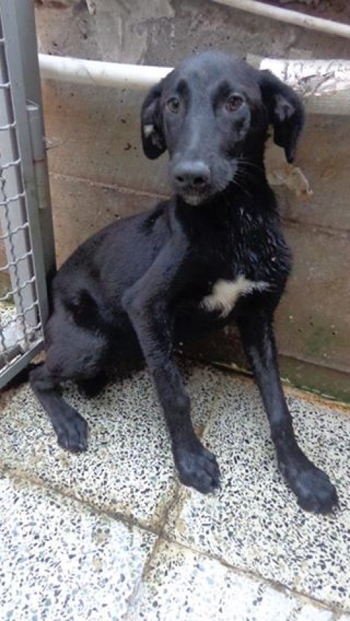 მეტისი უსახელო