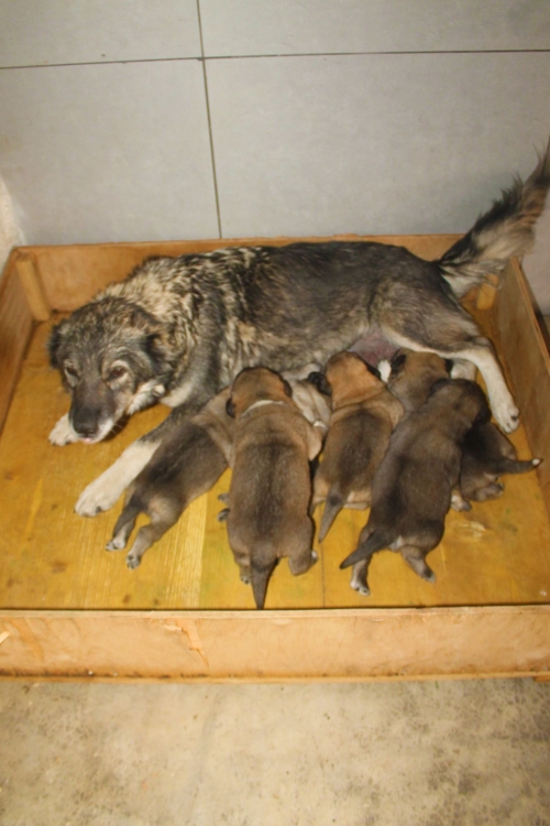 მეტისი უსახელო