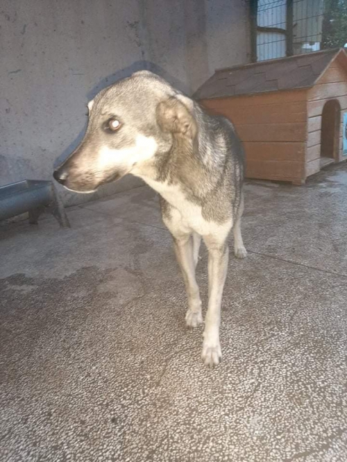 მეტისი ქობულეთი