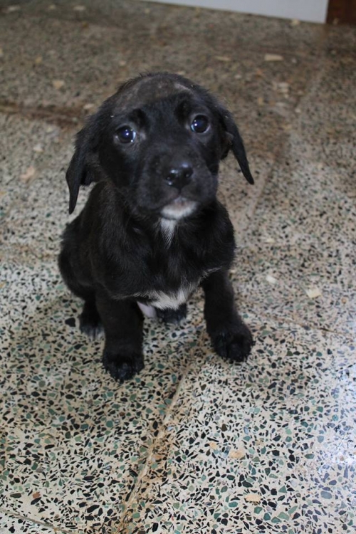 ლაბრადორის მეტისი უსახელო