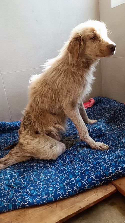 ქართული ქოფაკი ხარაგაული