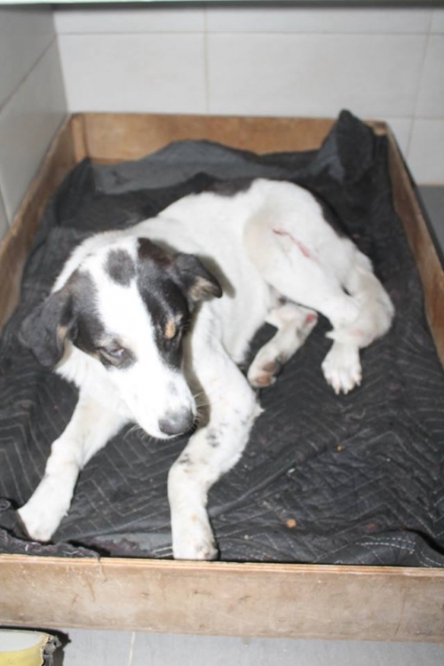 მეტისი უსახელო