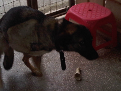 მეტისი შარიკა