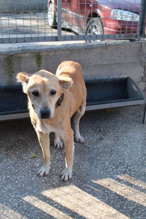 მეტისი ცუგო