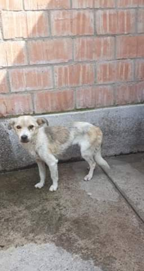 მეტისი უსახელო