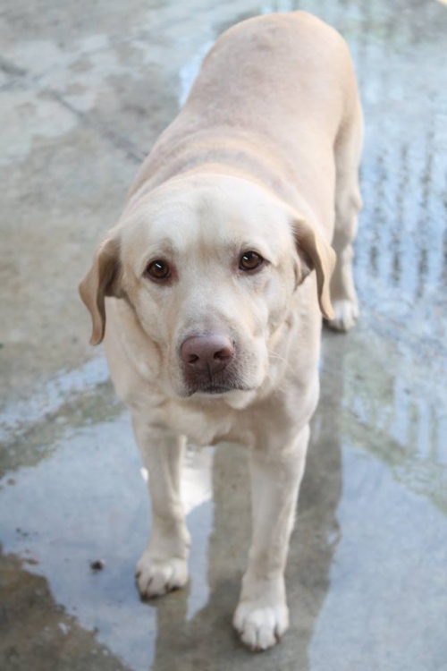 ლაბრადორი უსახელო