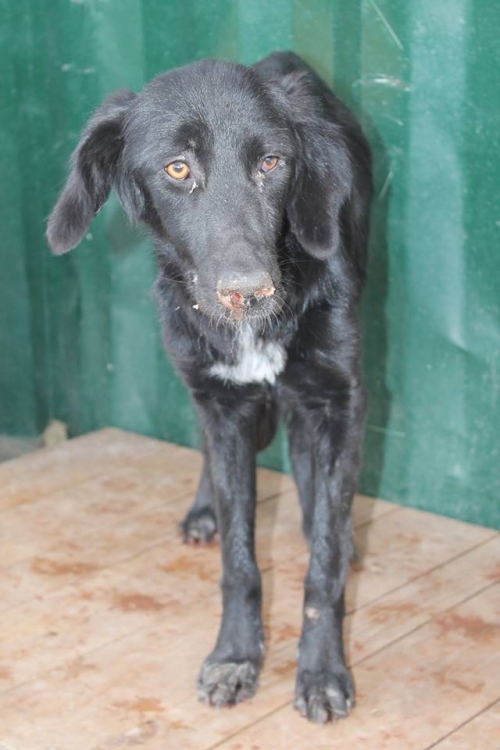 სეტერის მეტისი უსახელო