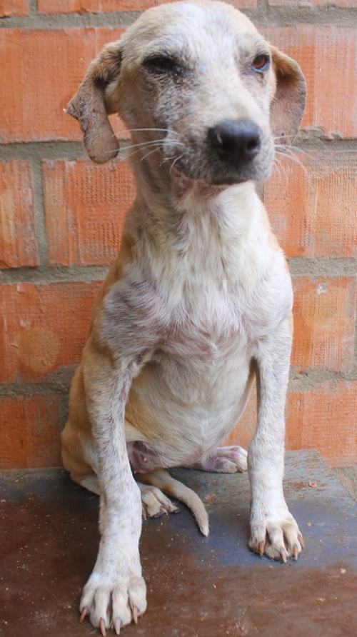 მეტისი უსახელო