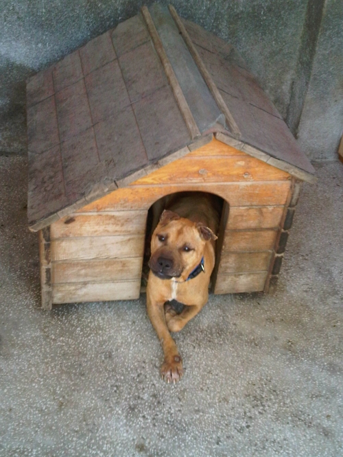 * გაჩუქებულები მაქსი