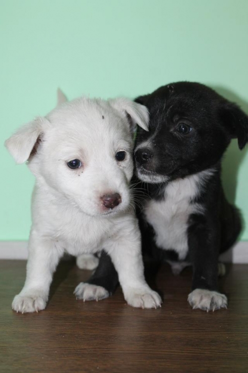 მეტისის ლეკვები უსახელო