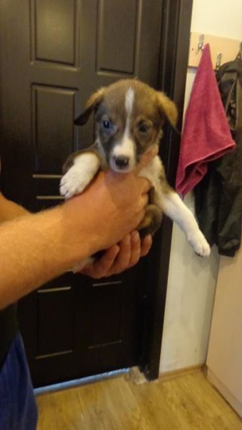 მეტისი უსახელო