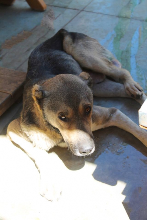 ქართული ქოფაკი უსახელო