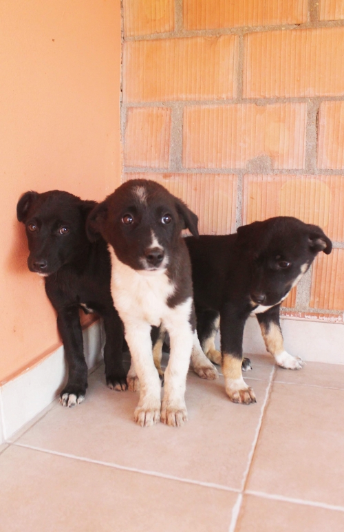 მეტისი უსახელო