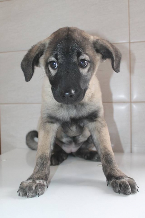 თურქული კანგალის მეტისი უსახელო