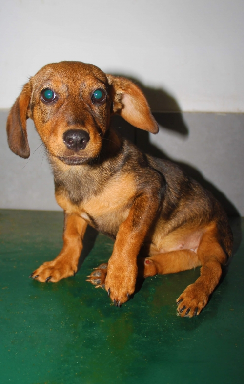 მეტისი უსახელო