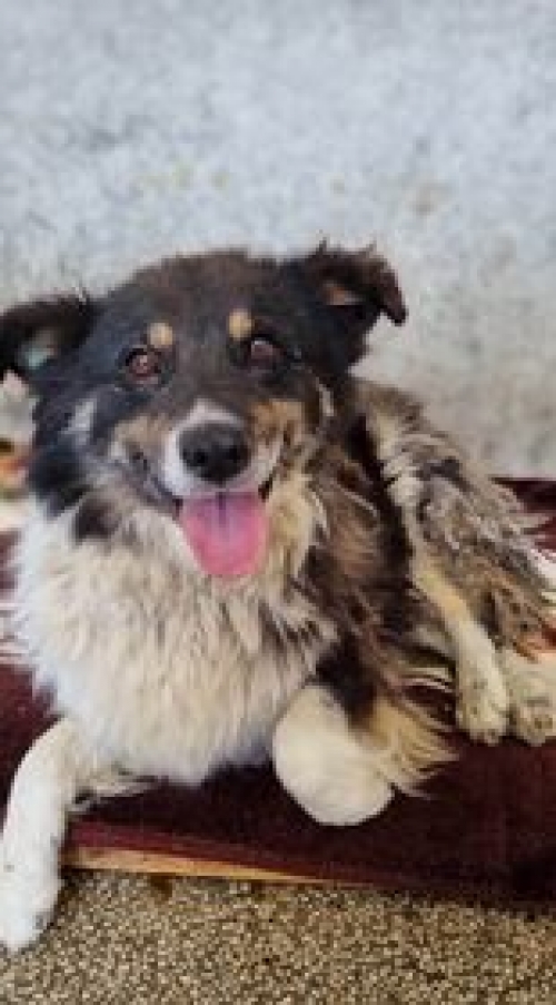 ქართული ქოფაკი მახათა