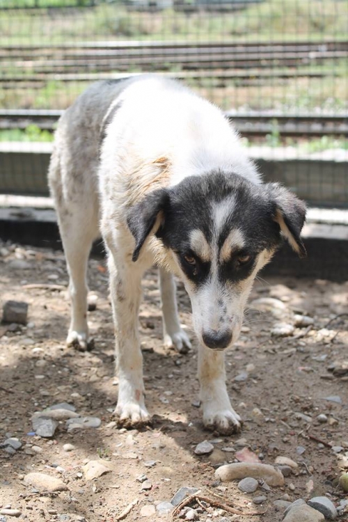 მეტისი უსახელო