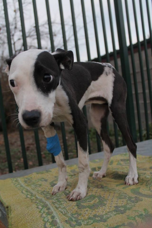 პიტბულის მეტისი ლულუ