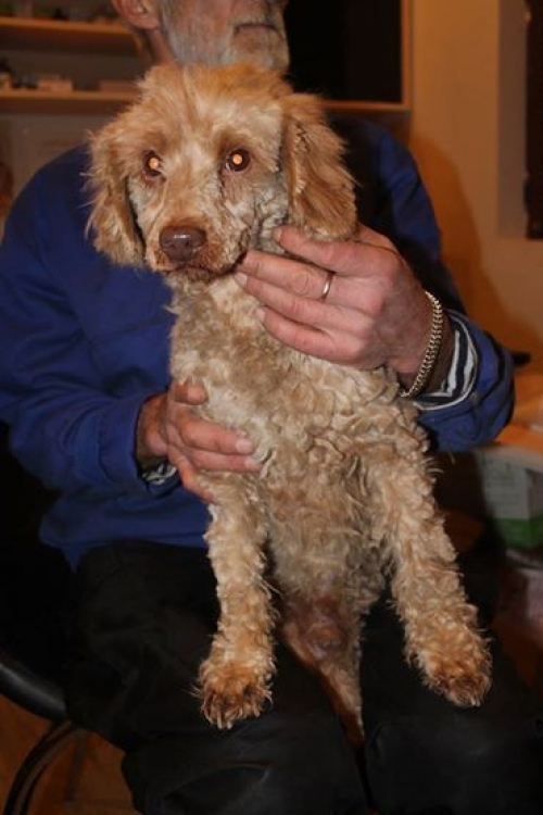 ბალონკის მეტისი უსახელო