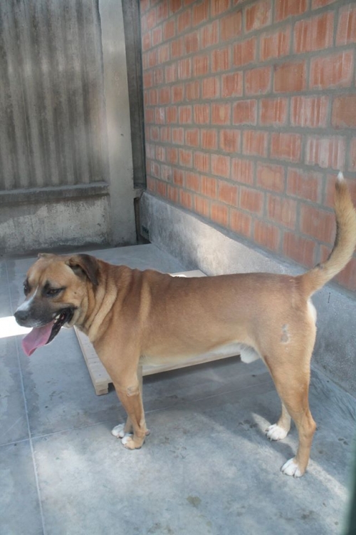 პიტბულის მეტისი ჯერი