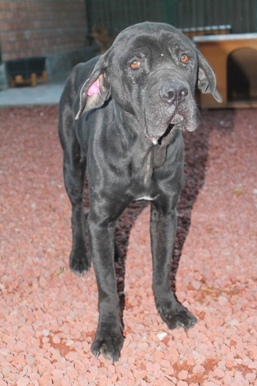 კანე კორსო უსახელო