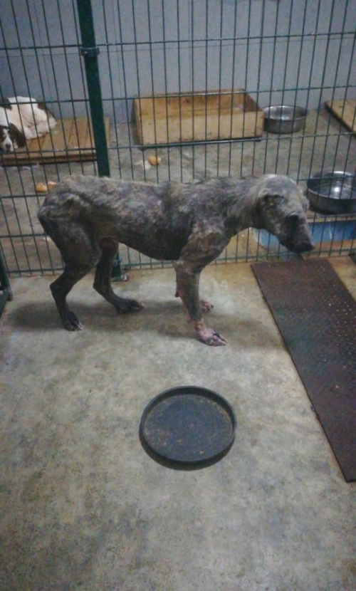 მეტისი ისანი