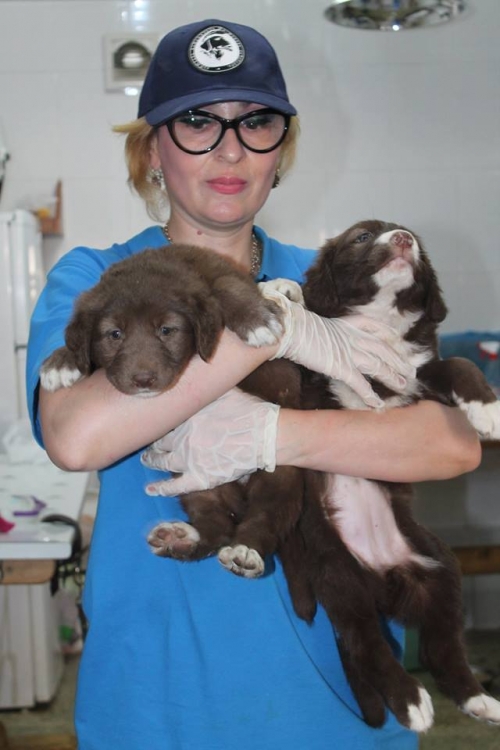 ლაბრადორის მეტისი უსახელო