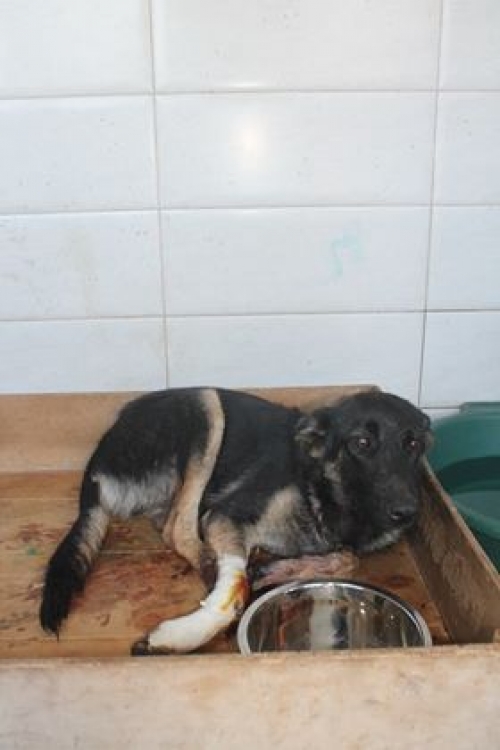 მეტისი უსახელო