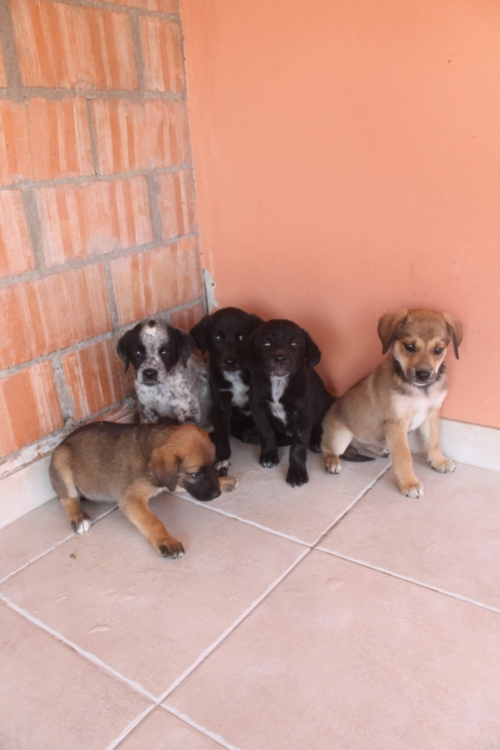 ქართული ქოფაკი უსახელო